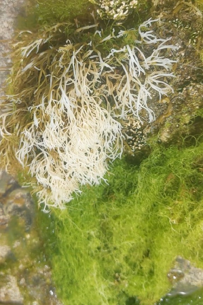 RUMPUT LAUT DAN PERANNYA DALAM RANTAI EKOSISTEM LAUT